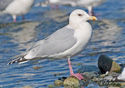 Larus occidentalus